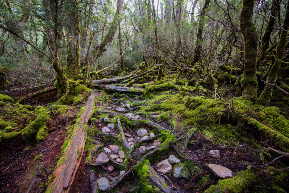 Change Overnight Tasmania Wilderness Land Conservancy